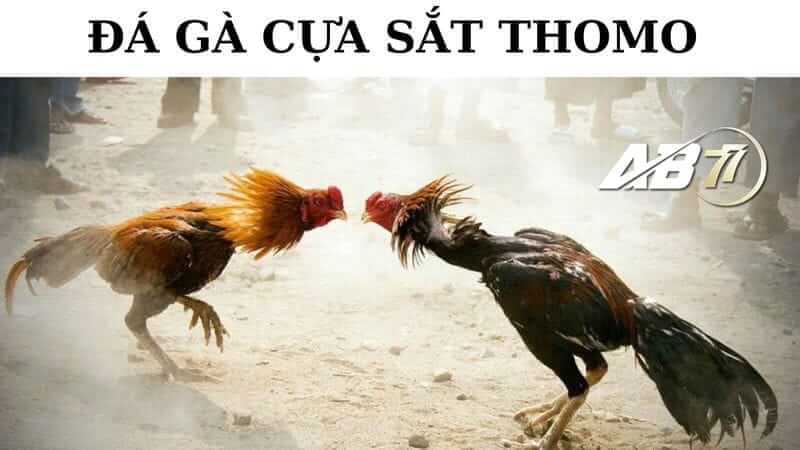 Đá gà cựa sắt thomo AB77 là gì?