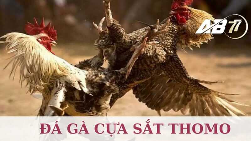 đá gà cựa sắt thomo